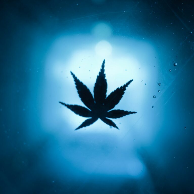 Cannabis Fakten und Thesen